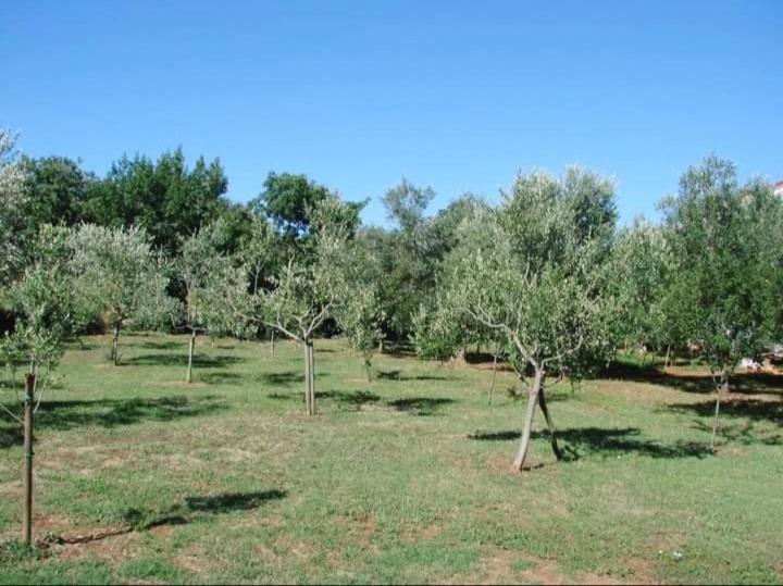 Ližnjan Apartments Nena 3* מראה חיצוני תמונה