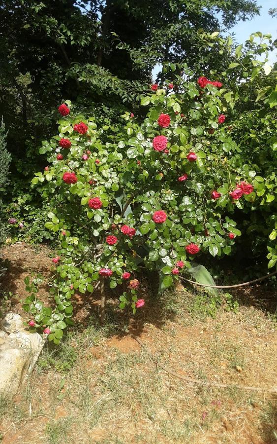 Ližnjan Apartments Nena 3* מראה חיצוני תמונה